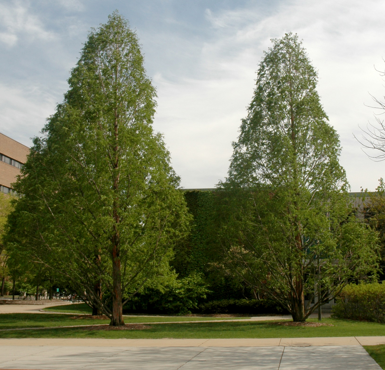 Dawn redwood